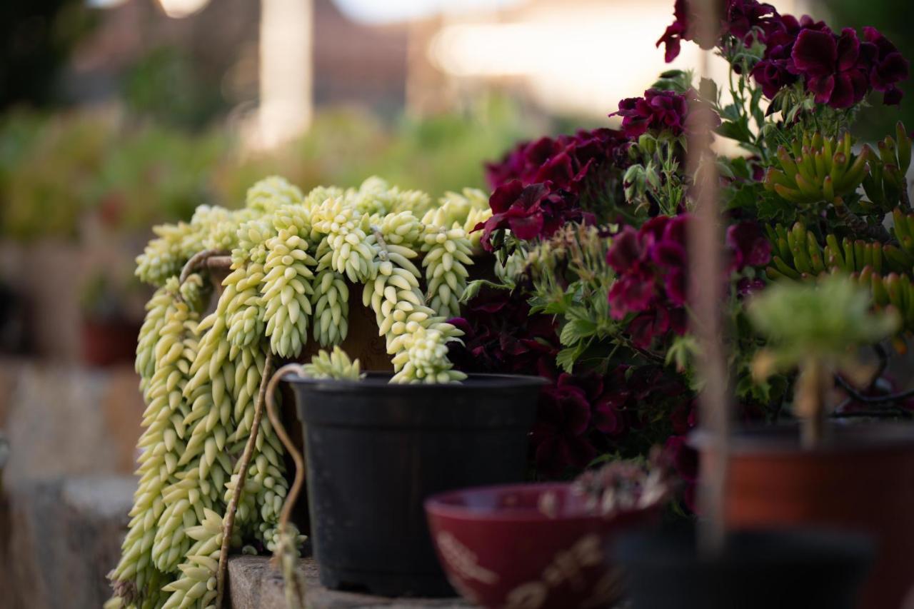 Entre Vides Valle De Guadalupe Dış mekan fotoğraf